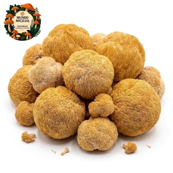juba de leao catalogo Cogumelo Juba de Leão (Hericium Erinaceus)