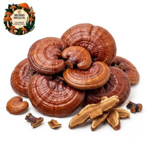 Cogumelo Reishi (Ganoderma lucidum) Desidratado