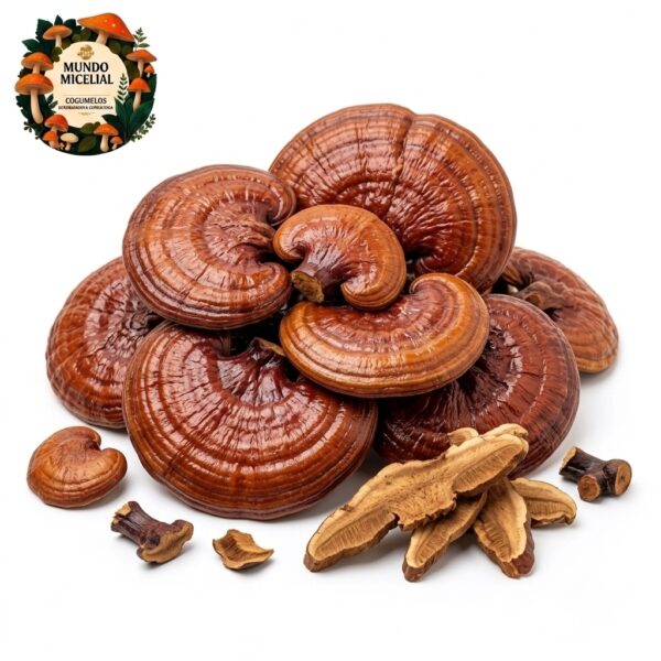 reishi Cogumelo Reishi (Ganoderma lucidum) Desidratado